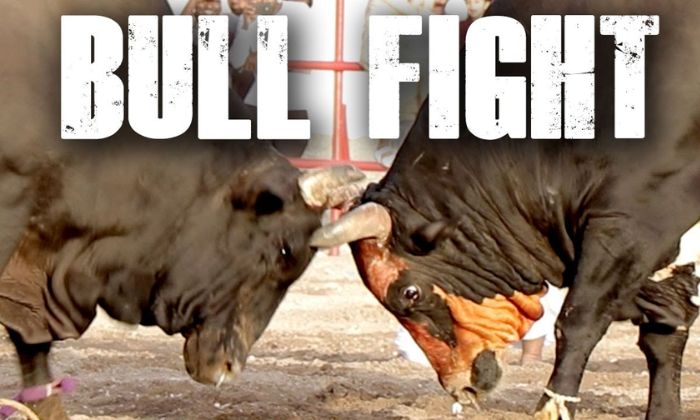 Bull Fight là gì?